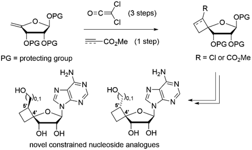 Regio- and Stereoselective Synthesis of C-4' Spirocyclobutyl Ribofuranose Scaffolds and Their Use as Biologically Active Nucleoside Analogues
